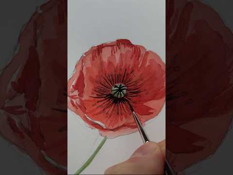 The life of a poppy - watercolor timelapse