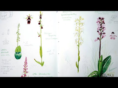 Finishing field sketches at home - painting orchids | nature sketching