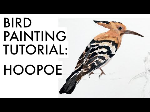 Sketching a hoopoe - bird drawing tutorial