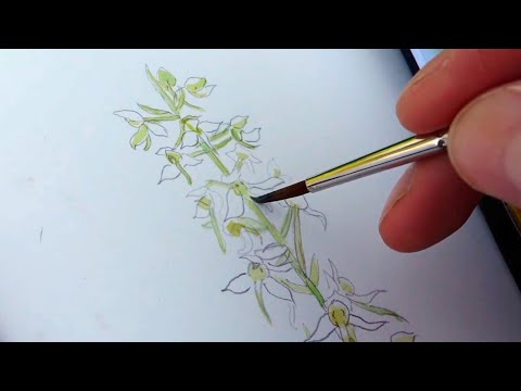a day of field sketching - wild orchid fever! | artist vlog