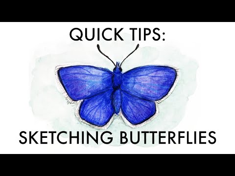 Quick tips for sketching butterflies | colored pencils | butterfly watercolor tutorial