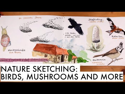 Nature sketching session: birds, mushrooms and a landscape | Nature Journaling