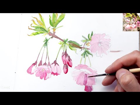 Painting a cherry blossom in watercolor | sakura blossom 🌸