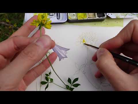 Wildflowers in Watercolor and Ink - A field trip and a new sketching class