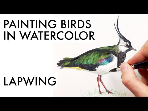 Sketching a lapwing in watercolor | iridescent feathers painting tutorial
