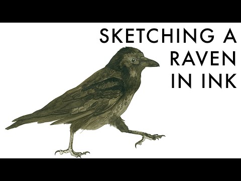 Sketching a Raven in ink