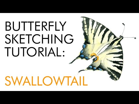 Sketching a swallowtail butterfly - watercolor tutorial