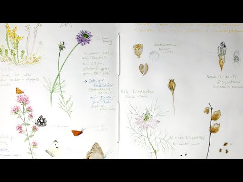 Sketching seedpods and planning a native wildflower balcony
