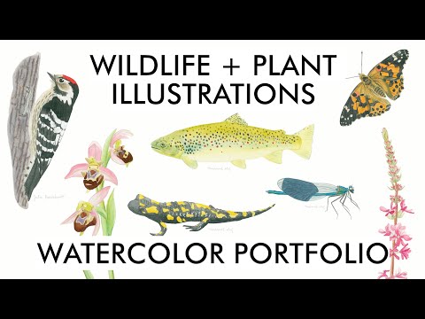 Wildlife + Plant Illustrations | New watercolor paintings from my portfolio