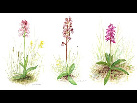Wild European Orchids - A new illustration series