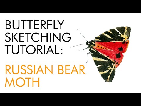 Sketching a Russian Bear moth in watercolor - butterfly painting tutorial
