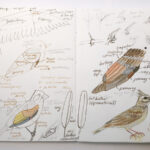 bird anatomy ds 1