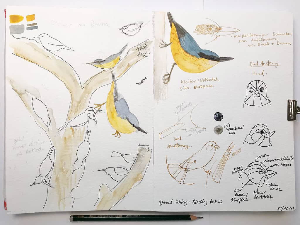 Sketching a nuthatch in ink and watercolor – Julia Bausenhardt