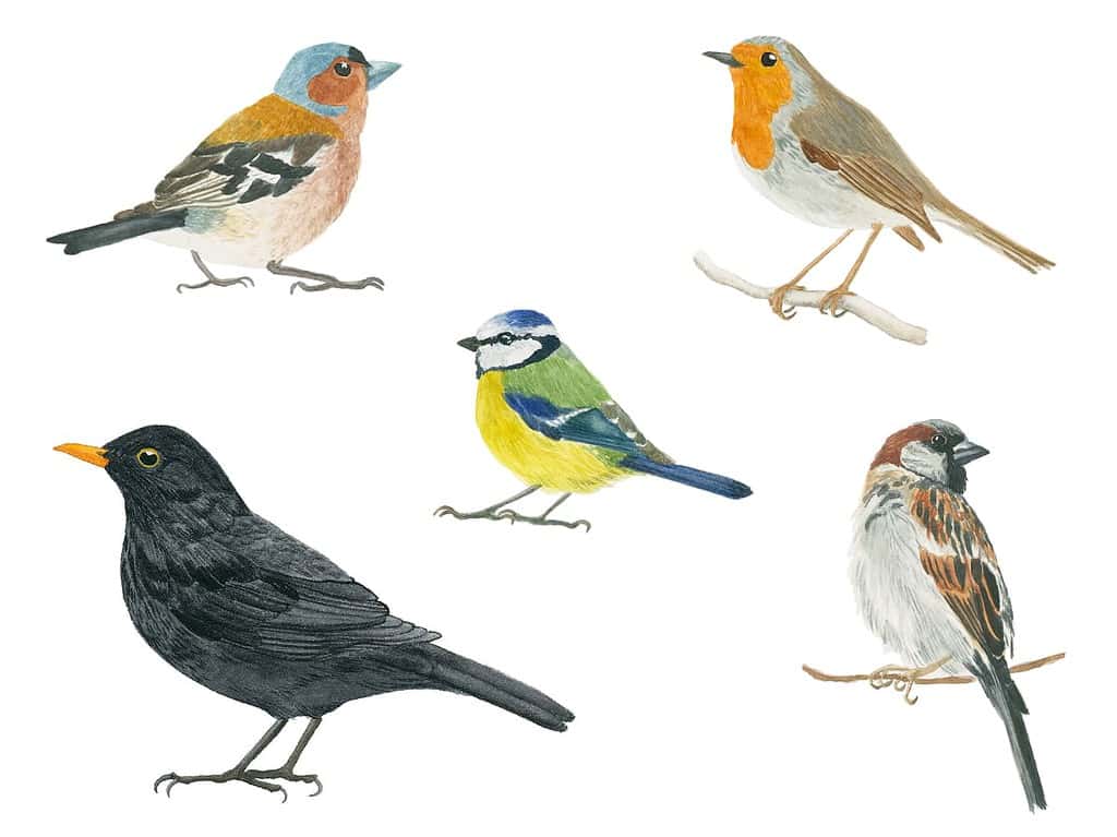common birds 1