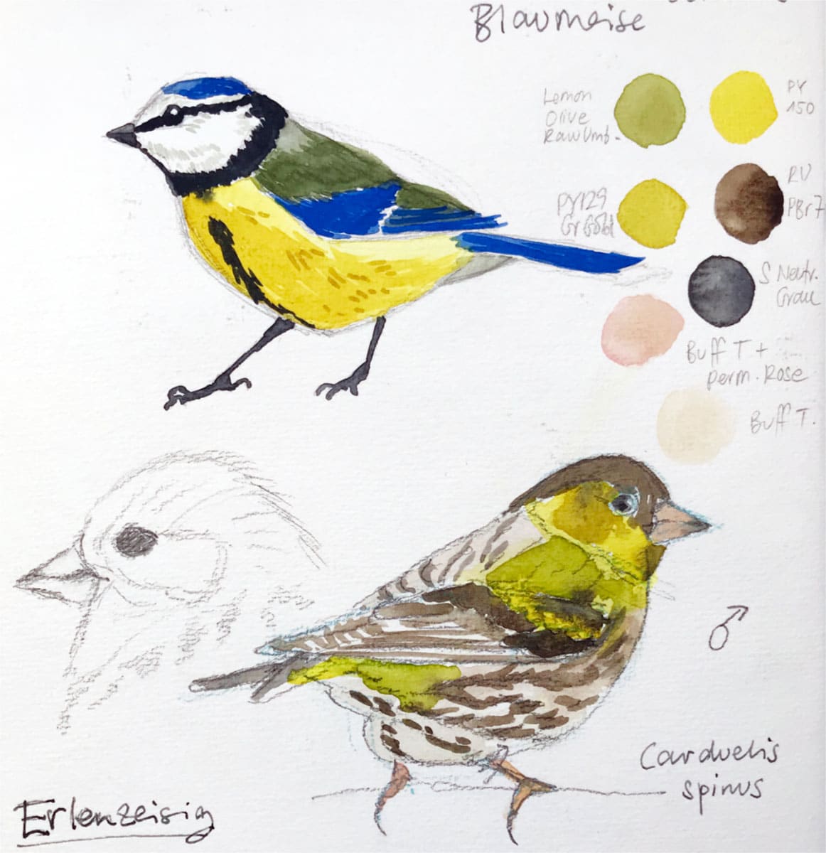 239,300+ Bird Drawings Stock Illustrations, Royalty-Free Vector Graphics &  Clip Art - iStock | Birds, Bird field guide