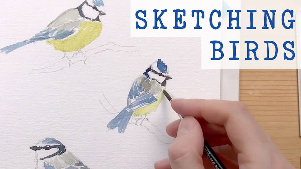 sketching birds