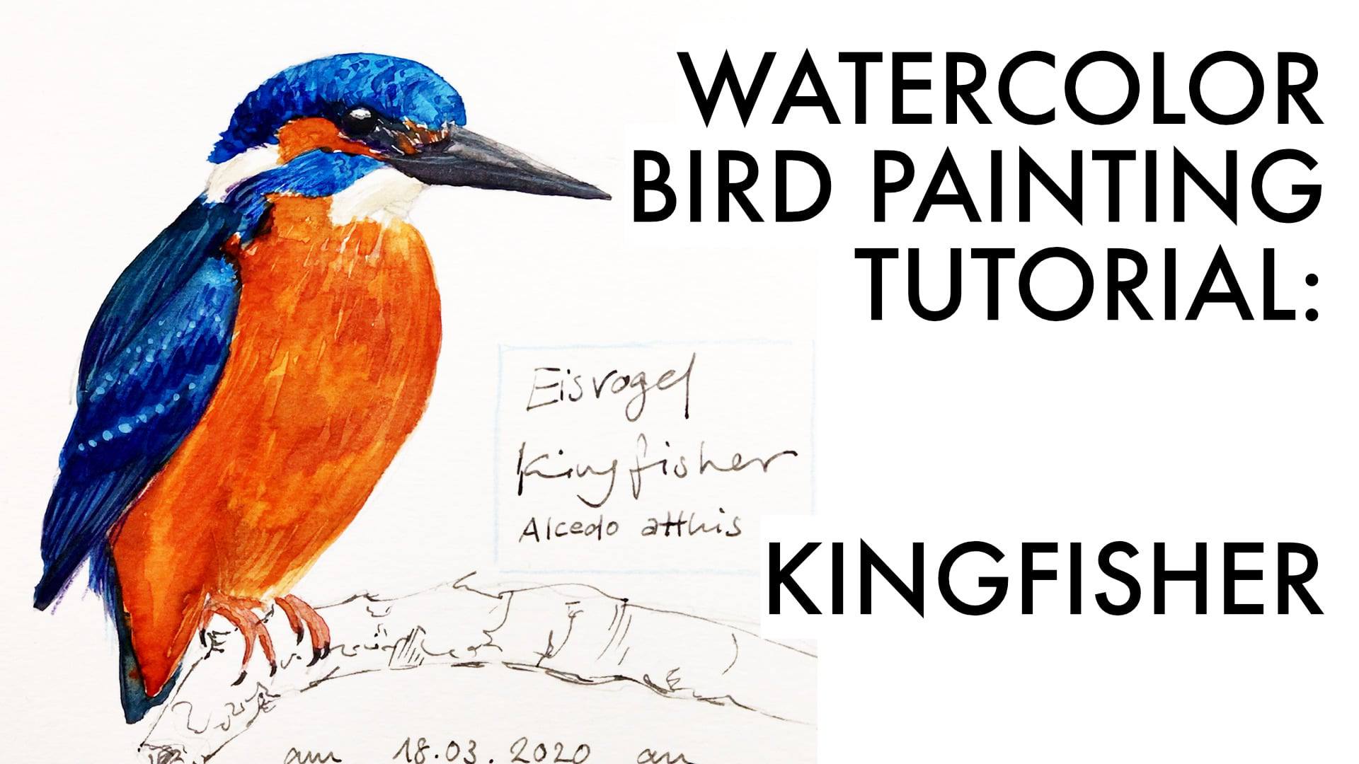 Kingfisher Illustration - Watercolour and Ink - Heidi Willis