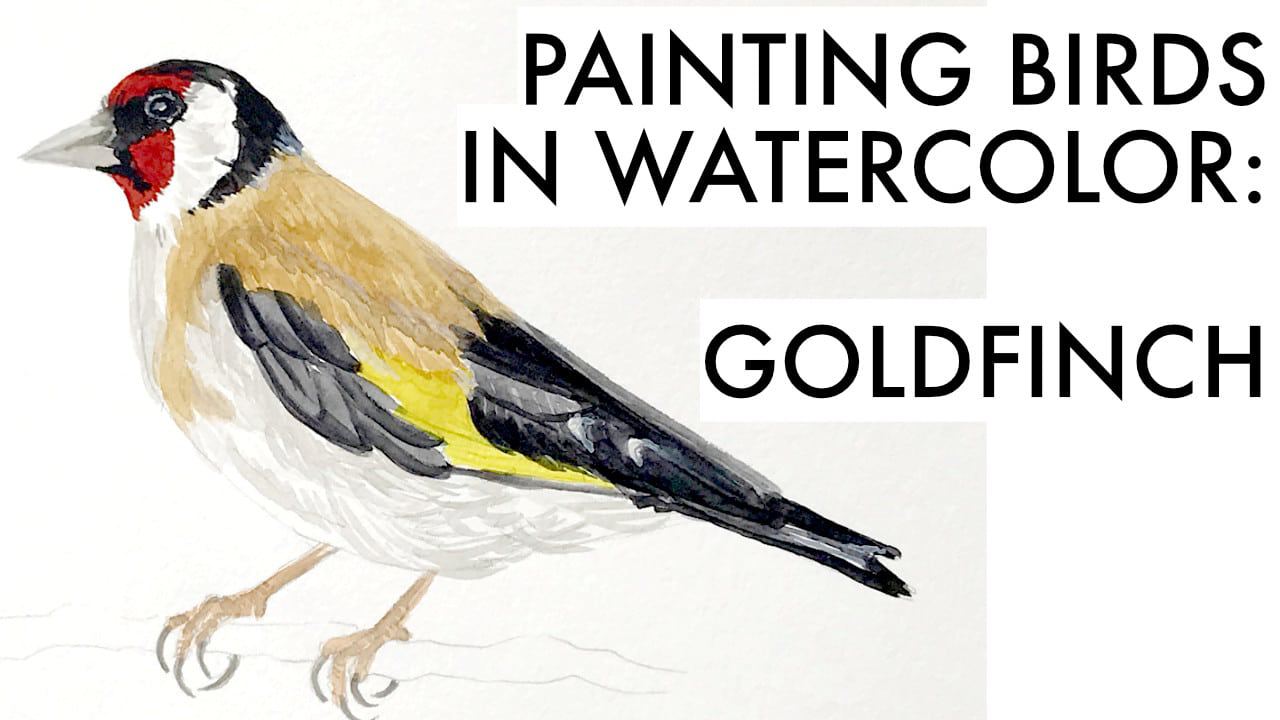 Painting a goldfinch in watercolor yt