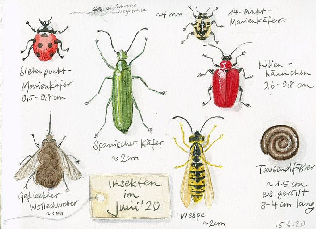 insects in june sketchbook