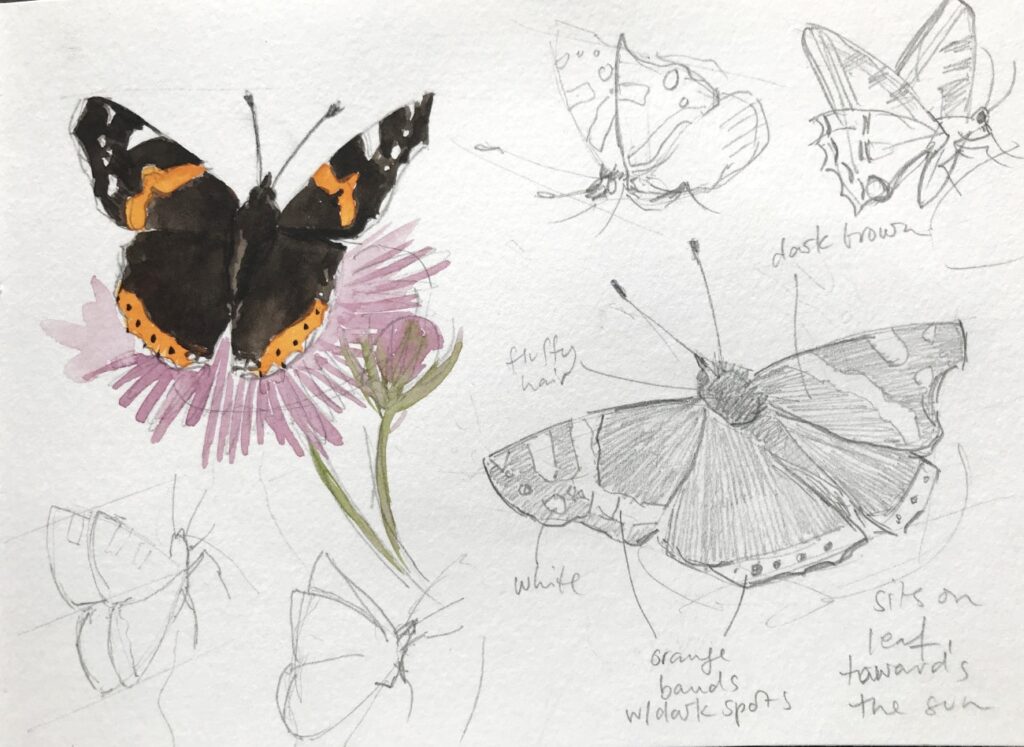 quick butterfly sketches