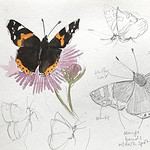 quick butterfly sketches