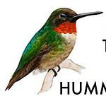 hummingbird yt