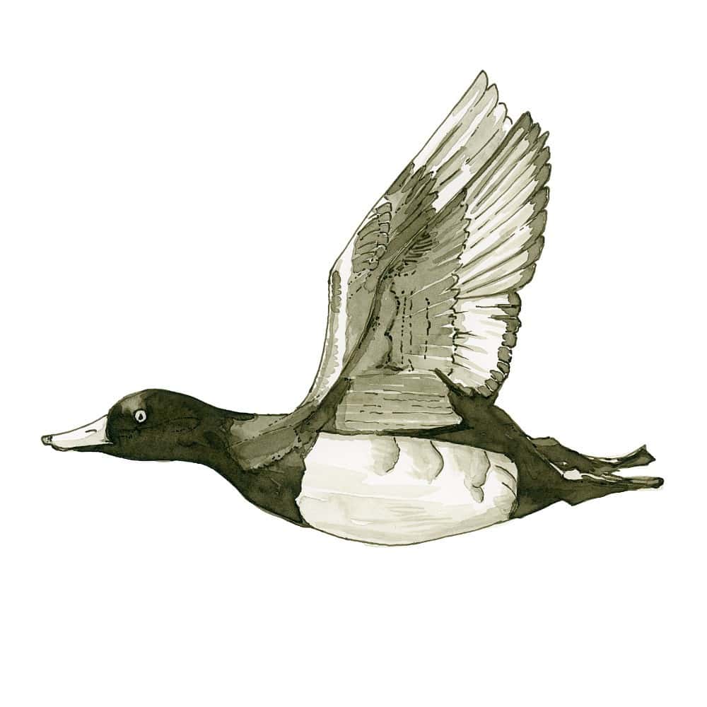 Tufted Duck in ink