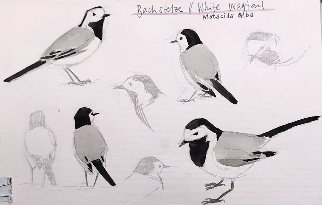 White wagtail watercolor studies