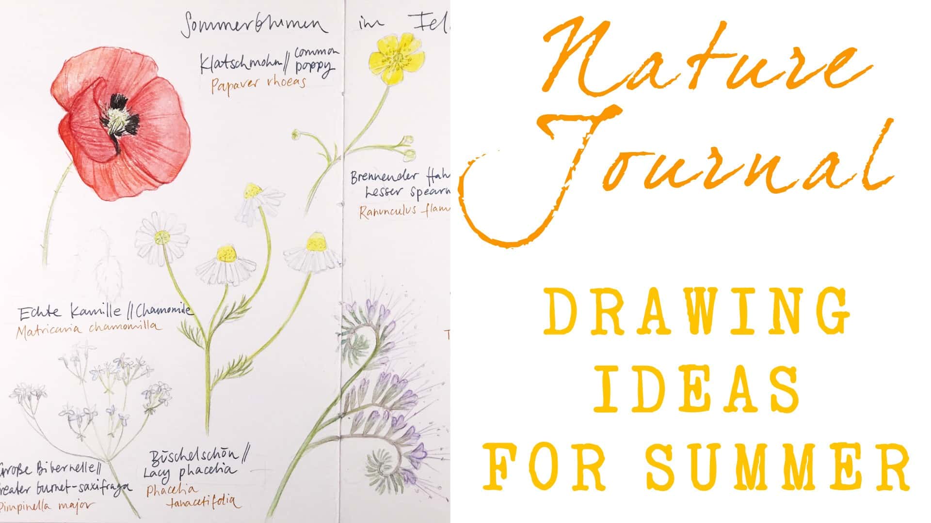 Sketching summer flowers | Julia Bausenhardt