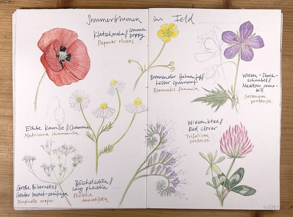 Getting Started With Nature Journaling: Assembling Your Sketching Toolkit -  Choosing Pens, Watercolors and Colored Pencils (Part 2)
