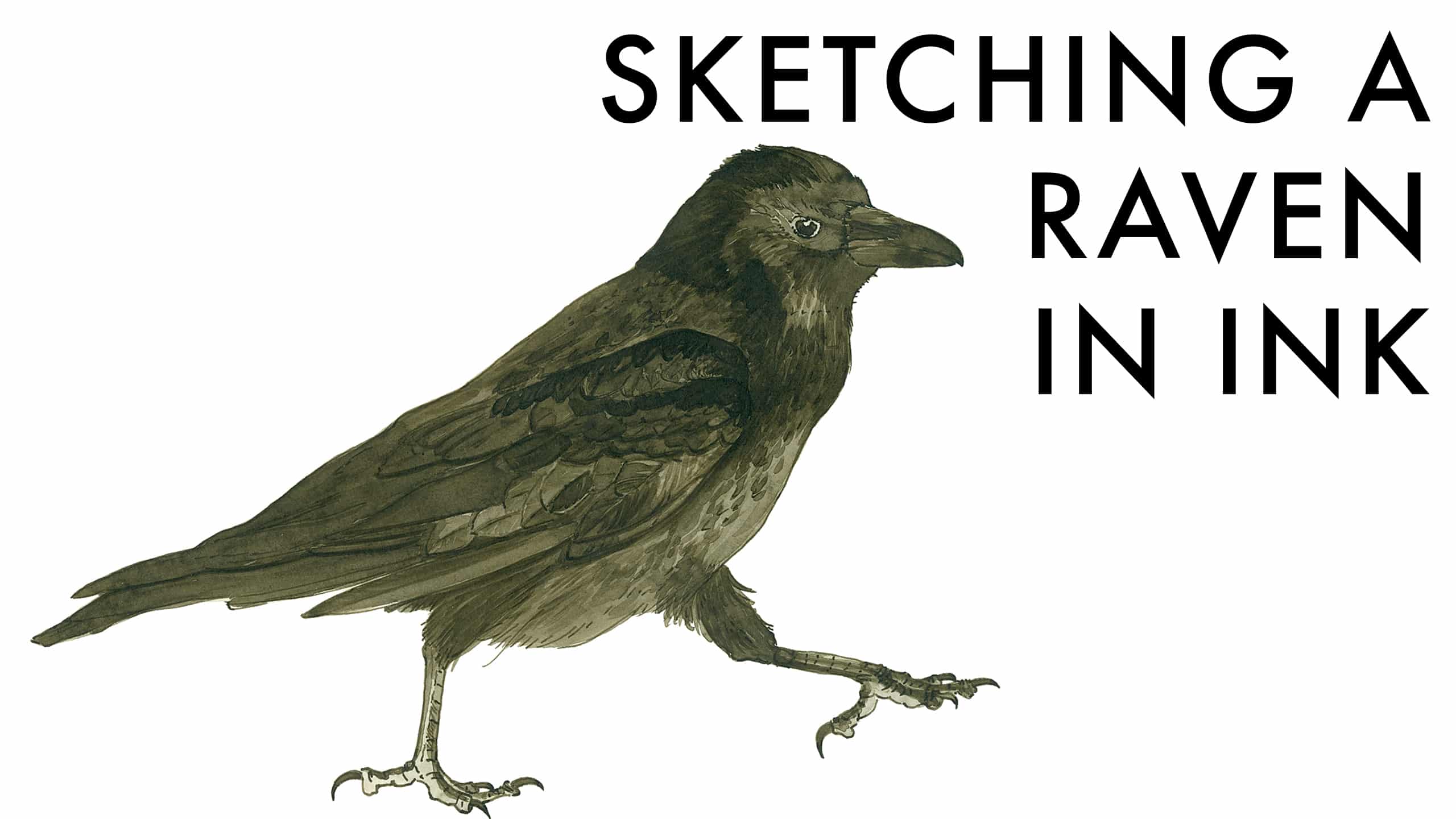 25 Easy & Cute Bird Drawing Ideas