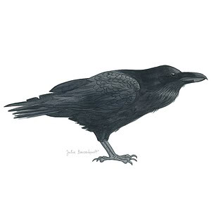 Bird Illustrations Portfolio