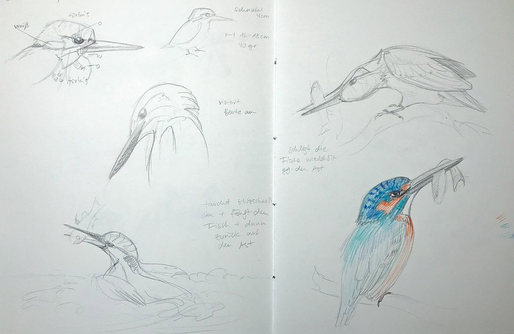 study page with drawings of a kingfisher