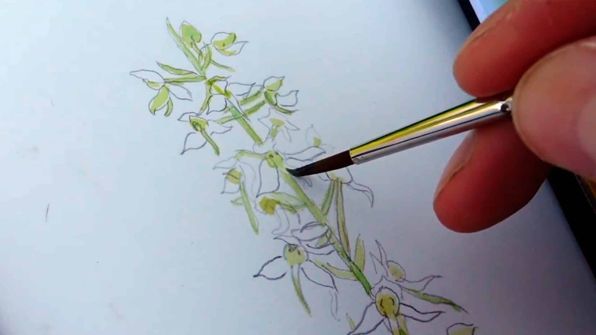 field sketching orchids yt