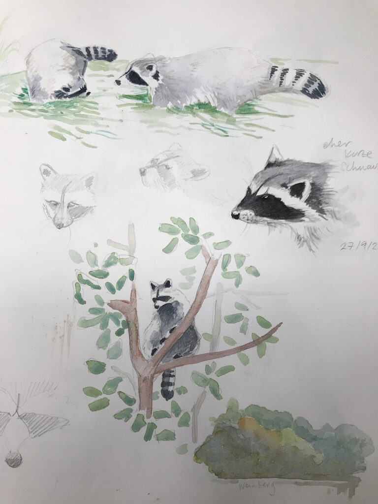raccoon study sketch