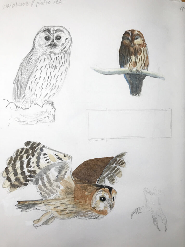 tawny owl sketches