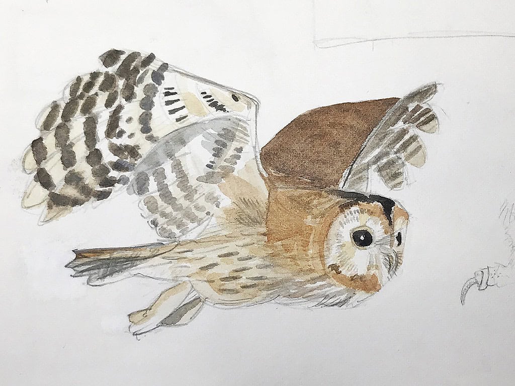 tawny owl in flight