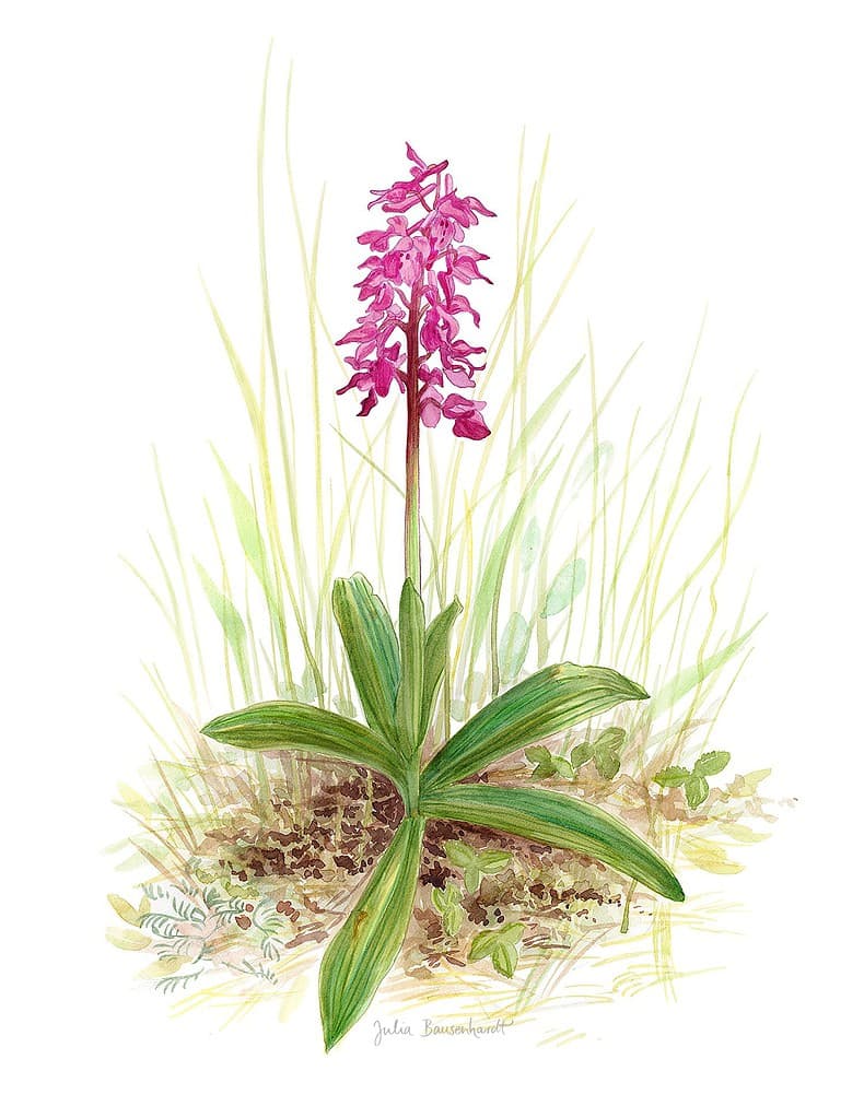Wild European Orchids – A new illustration series