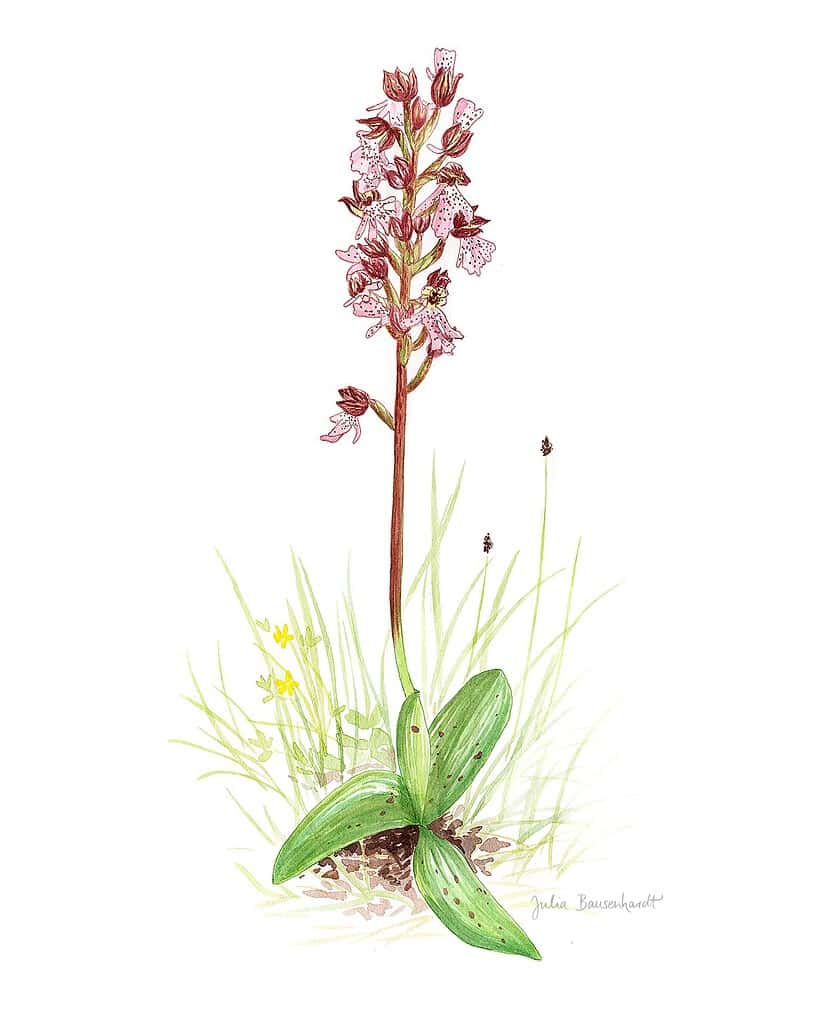 Orchis purpurea 1500