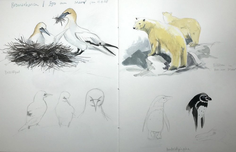 Long-tailed Duck Pencil Sketch p87 | Bohan Art