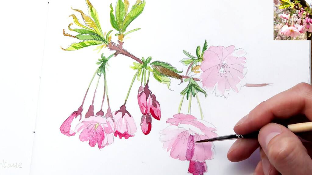 Premium Photo | Cherry blossom sakura tree line art drawing illustration