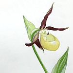 ladys slipper orchid sketch5