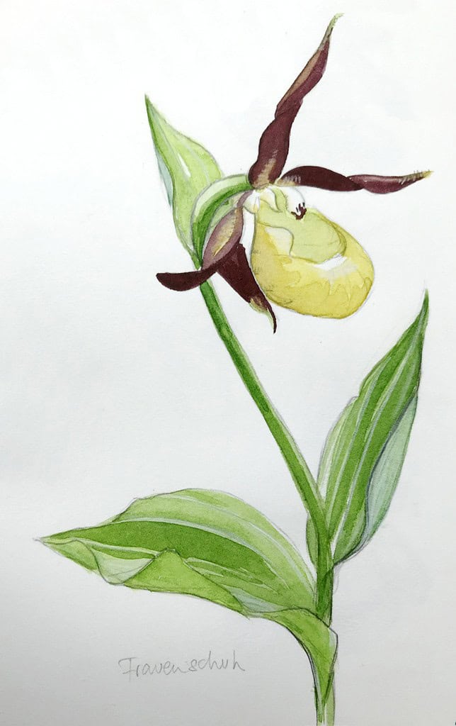 From Coffee to Cacao to Clitoria: Luscious Antique Botanical Illustrations  of the Most Vibrant Flora of the Americas – The Marginalian