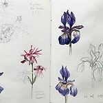 iris sketches
