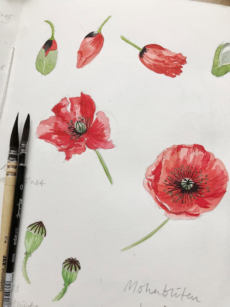 poppy field drawing