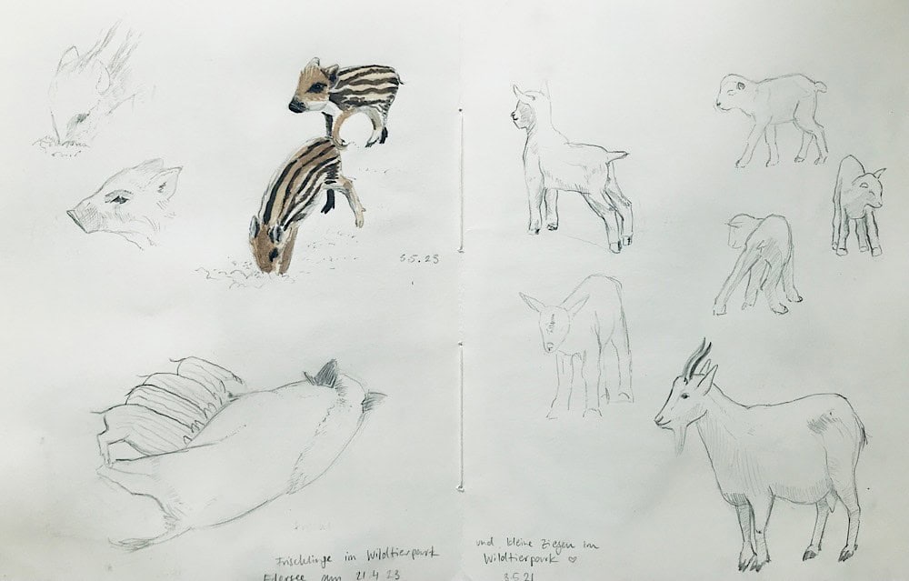 study pages with sketches of boar and goats
