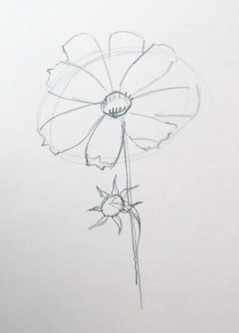 refined basic drawing of a round flower