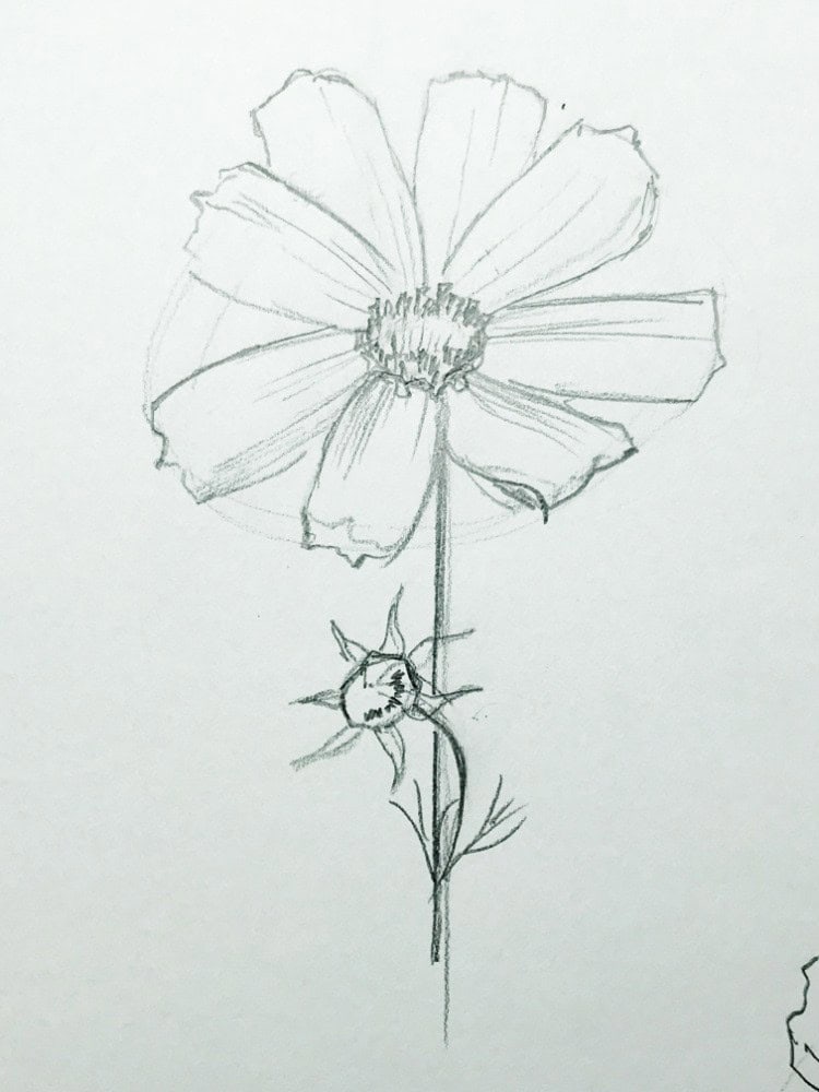 finished drawing of a flower with details and accents