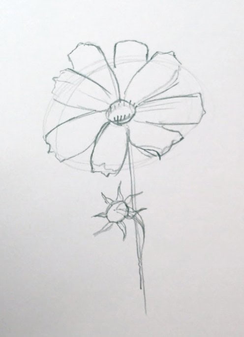 more refined angles of a round flower